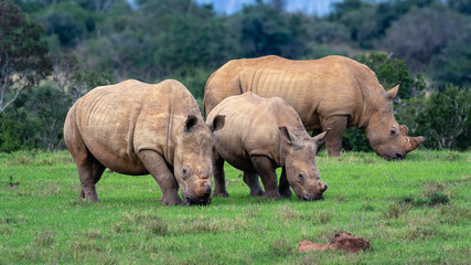 Obraz premium Dehorned white rhino family grazing in the wild