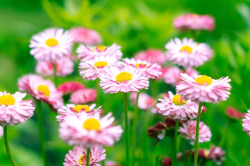 Glade with pink daisies (Bellis) in the spring garden. Natural flower background