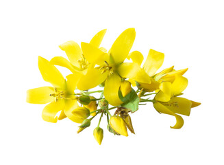 Yellow flowers of common loosestrife (Lysimachia vulgaris) isolated on white