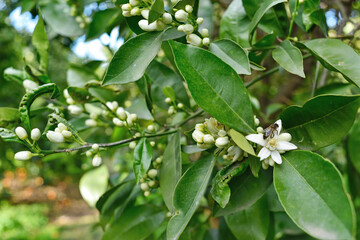 Valencia, Spain: 01.16.2021; The bee pollinating flower of orange