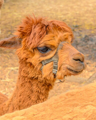 Portrait of an alpaca on farm.