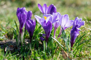 Purple crocus flowers