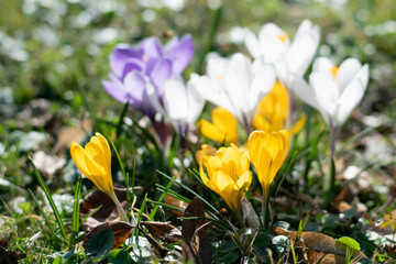 Captivating spring crocus flowers