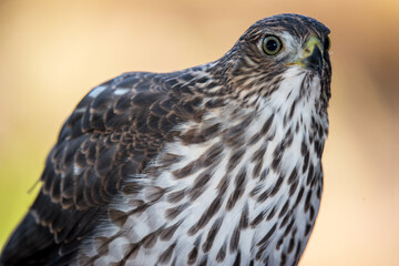 Portrait of a Young Coopers Hawk (Accipiter cooperii)