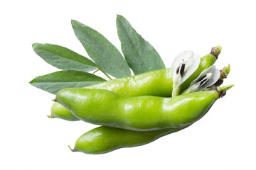 Green pods of broad beans (Vicia faba) with foliage and flowers isolated on white background
