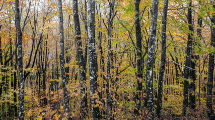 Fototapeta premium autumn in the forest