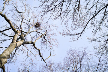 Branches of trees against the blue sky