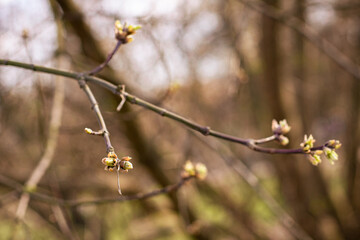 Tree branch with small spring buds