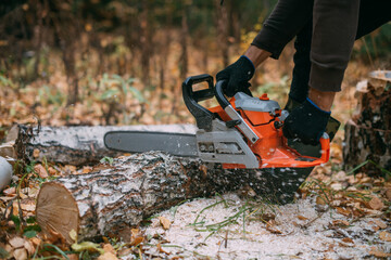 A man is sawing a tree with a chainsaw. A young guy works in a pine forest
