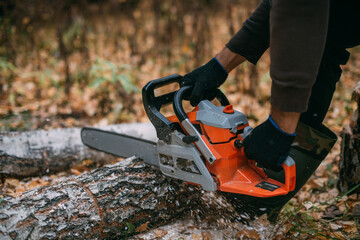 A man is sawing a tree with a chainsaw. A young guy works in a pine forest