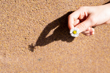 Hand with a daisy