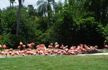 group of flamingos
