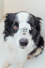 Funny portrait of cute puppy dog border collie holding miniature toy model house on nose, isolated on white background. Real estate mortgage property sweet home dog shelter concept