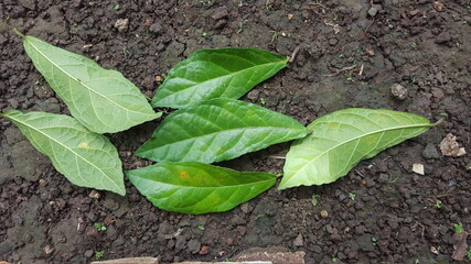 leaves on the ground