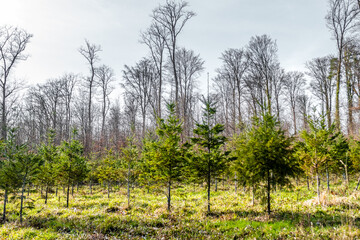 Wiederaufforstung durch Anpflanzung von Jungb&auml;umen im Mischwald