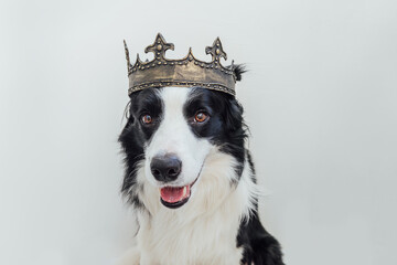 Cute puppy dog with funny face border collie wearing king crown isolated on white background. Funny dog portrait in royal costume in carnival or halloween. Dog lord wizard or prince, dog power theme.