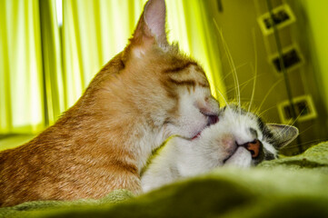 Cats kissing