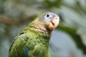 close up of a parrot