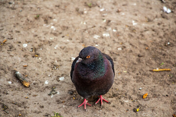 Beautiful gray blue dove looking at the camera