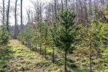 Fototapeta na wymiar Wiederaufforstung durch Anpflanzung von Jungbäumen im Mischwald