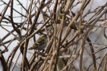 Czyżyk ,ptak ,ptak na gałęzi