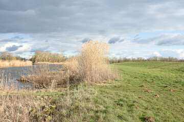 rain air above the reed banks of the Oude IJssel river in March