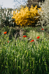Poppies on green field
