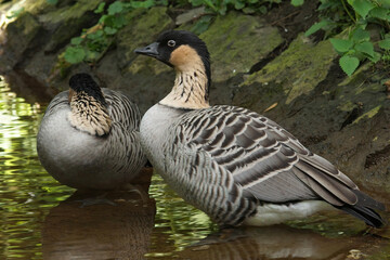 Close up of the endangered Hawaiian goose, Branta sandvicensis, in Parc paradisio , Belgium
