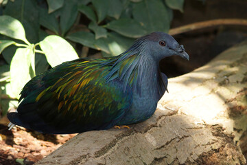 Closeup of the The Nicobar pigeon, Caloenas nicobarica at Parc paradisio, Belgium