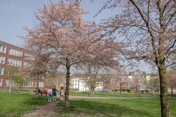 Fototapeta na wymiar Der Park im Aachener Justizzentrum im Frühjahr