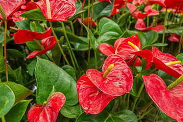 floral background of anthurium plants in pots in a greenhouse - obrazy, fototapety, plakaty