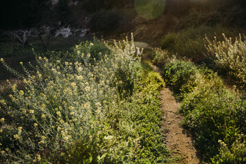 Path in the field at sunset.