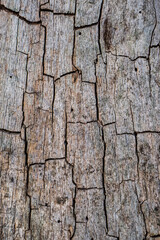 Holztextur