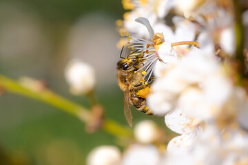 Flying honey bee collecting pollen from tree blossom.