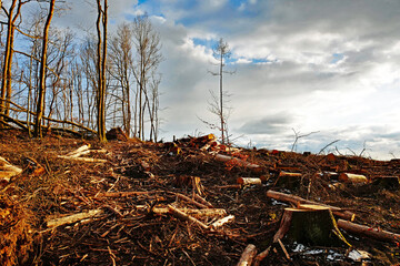 Waldsterben tote und gefällte Bäume