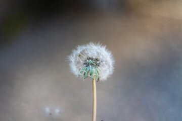 Dandelion isolated close up picture . Horizontal image