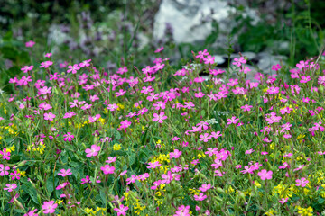 Obraz premium spring season vegetation
