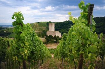 Fototapeta premium Summer view between the vines of the ruins of Chateau de Wineck, ancient abandoned castle in the vineyard of Katzenthal, famous winemaking village in Alsace, near Colmar and Keysersberg (France)