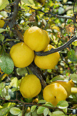 Cydonia oblonga quince. Ripe yellow fruits quince. Quince grow on quince bush with green foliage in fruit garden. Close up.