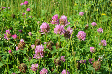 Clover (Trifolium pratense) grows in the meadow among the grasses