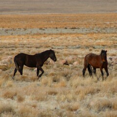 horses in the meadow