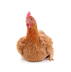 Small brown chicken.