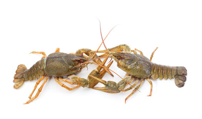 Two green crayfish look at each other.