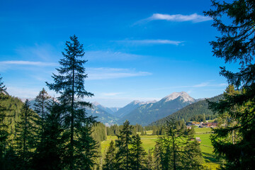 forest in the mountains (Ehrwald, Tyrol, Austria)