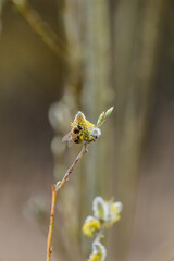 Insekten an jungen Weidenkätzchen