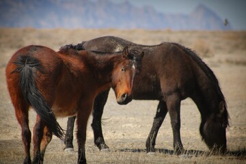 horse and foal