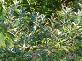 OLIWNIK BALDASZKOWATY