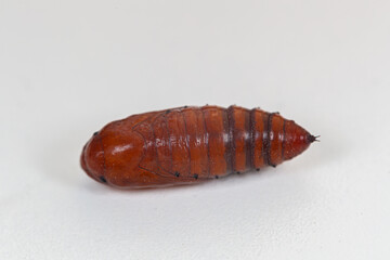 butterfly chrysalis on a white background