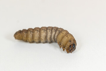 caterpillar on a white table 