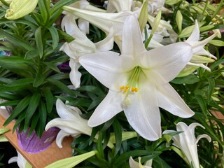 Easter lilies at the market